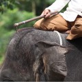 Sloni na Bali a co vy na to?